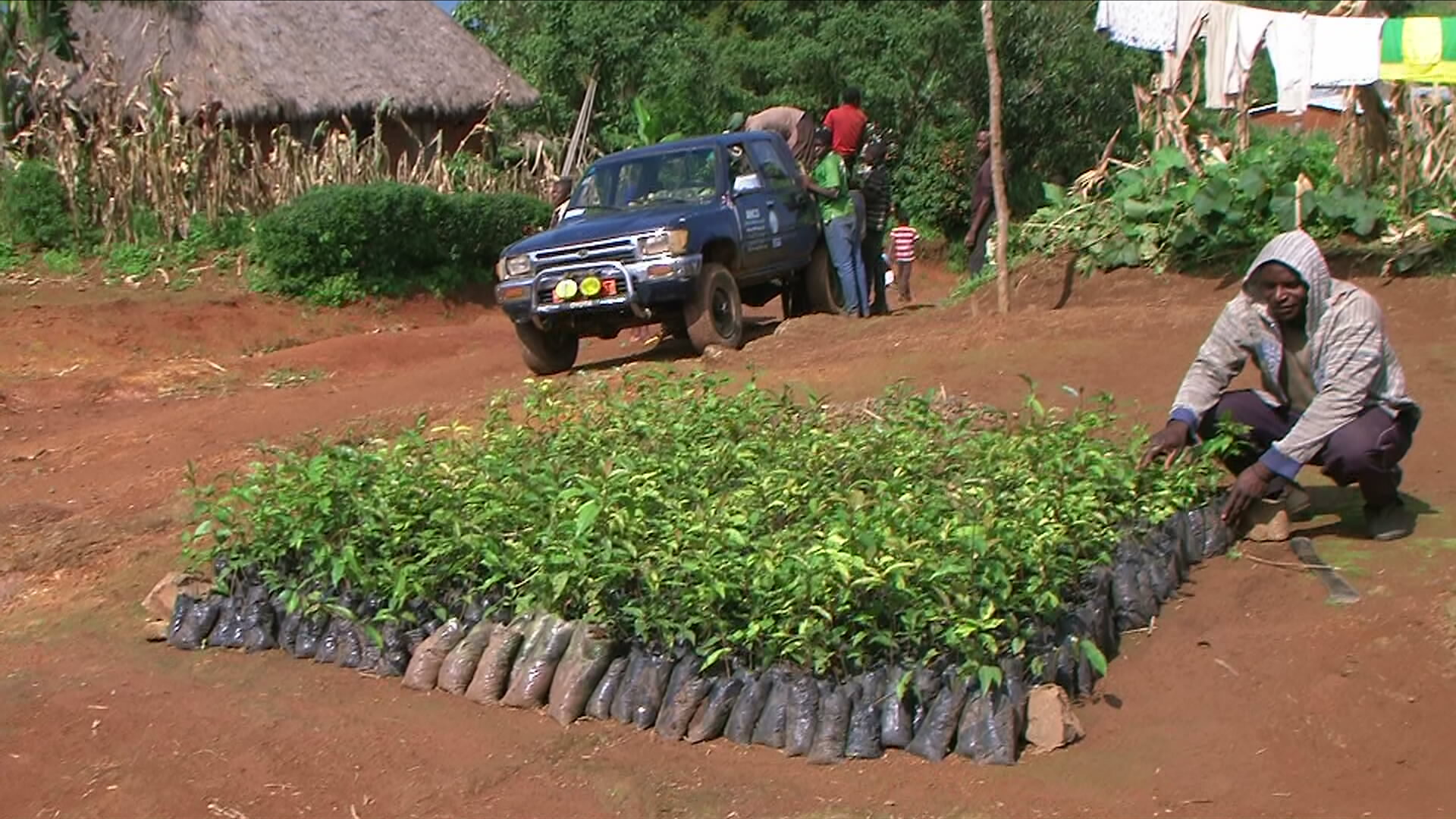 INDIVIDUAL SEEDLINGS PLACED BY THE ROAD SIDE FOR COLLECTION AND TRANSPORTATION TO THE DOM COMMUNITY FOREST FOR PLANTING