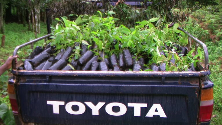 loaded seedlings transported to the dom community forest for planting