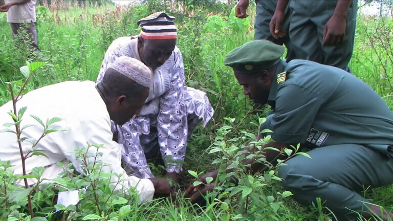 tree planting by fon of dom